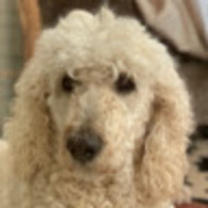 Meet your Posher, Ada